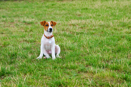 little puppy of a jack russel terrier in meadowの写真素材