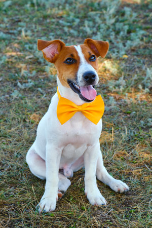 White dog with a Yellow bow tie on the green grassの写真素材