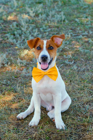 White dog with a Yellow bow tie on the green grassの写真素材