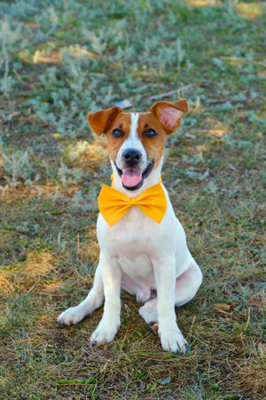 White dog with a Yellow bow tie on the green grassの写真素材