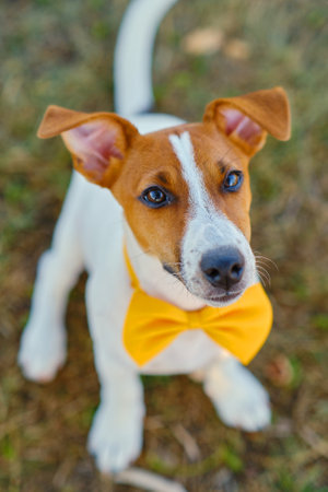 White dog with a Yellow bow tie on the green grassの写真素材
