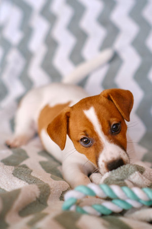 Little Jack Russell Terrier puppy playing with toyの写真素材