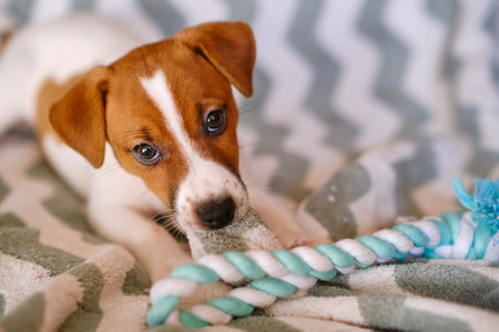 Little Jack Russell Terrier puppy playing with toyの写真素材