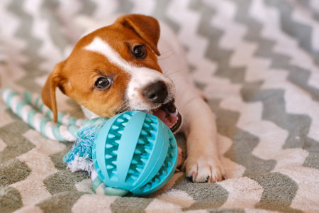 Little Jack Russell Terrier puppy playing with toyの写真素材