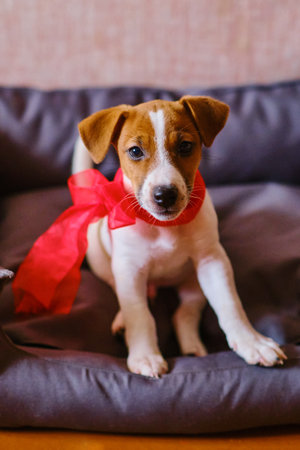 jack russell terrier puppy with a red bowの写真素材