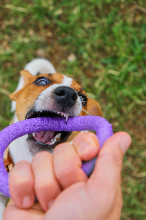 Funny puppy dog jack russell terrier holding purple puller ring toyの写真素材