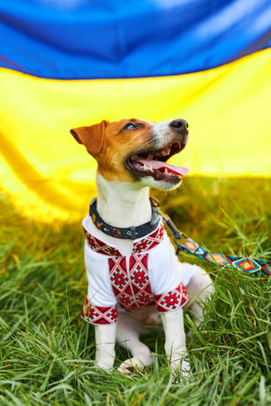 Cute puppy Jack Russell terrier- a patriot of Ukraineの写真素材