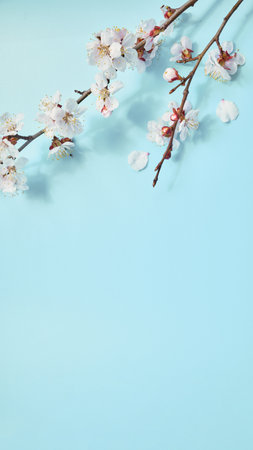 photo of spring white cherry blossom tree on pastel blue wooden background.の写真素材