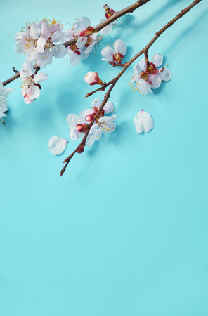 photo of spring white cherry blossom tree on pastel blue wooden background.の写真素材