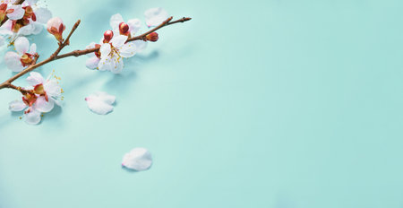 photo of spring white cherry blossom tree on pastel blue wooden background.の写真素材