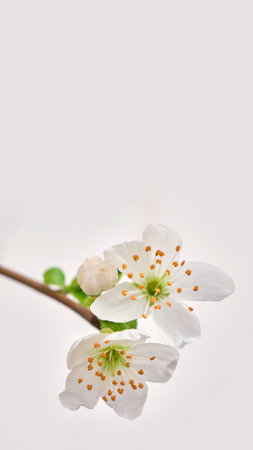 Amazing spring blossom. Tree branches with beautiful flowers on white backgroundの写真素材