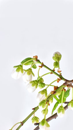 Amazing spring blossom. Tree branches with beautiful flowers on white backgroundの写真素材