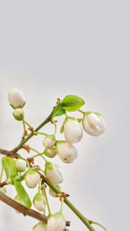 Amazing spring blossom. Tree branches with beautiful flowers on white backgroundの写真素材