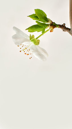 Amazing spring blossom. Tree branches with beautiful flowers on white backgroundの写真素材