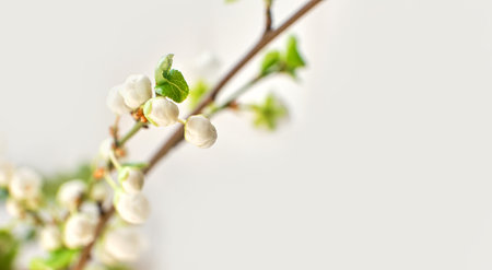 Amazing spring blossom. Tree branches with beautiful flowers on white backgroundの写真素材