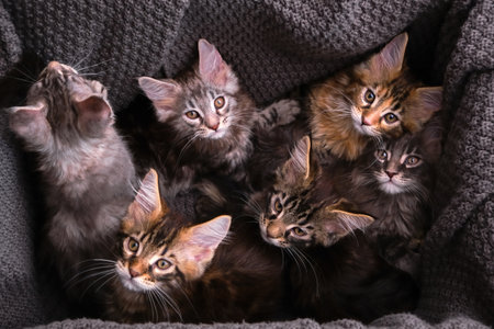 Maine Coon kittens 2 months old in a boxの写真素材