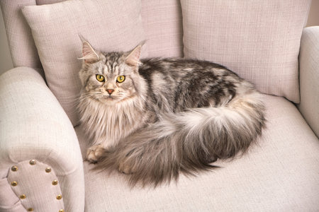The fluffy cat lies on the windowsill and looks into the camera. A young cat with yellow eyes.の写真素材