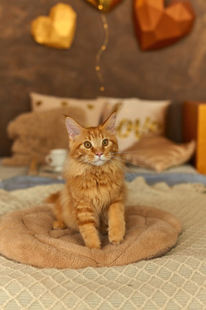 red cat Maine Coon 5 month old on the bedの写真素材
