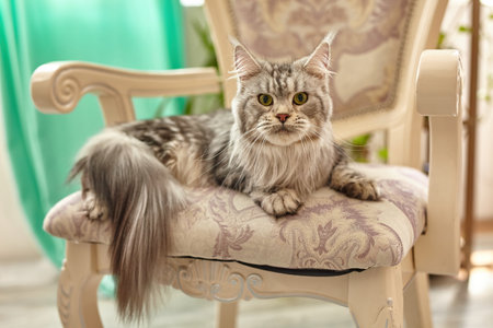 The fluffy cat lies on the windowsill and looks into the camera. A young cat with yellow eyes.の写真素材