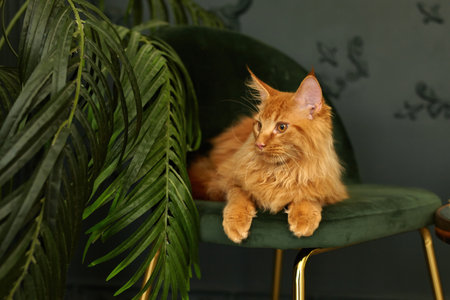 red fluffy Maine Coon cat lies on a green velvet chairの写真素材