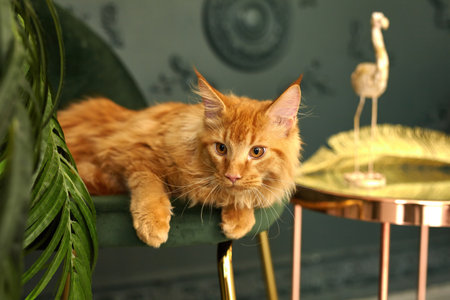red fluffy Maine Coon cat lies on a green velvet chairの写真素材