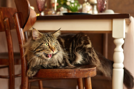 Home pet cute cat lying on chair. Beautiful, fluffy and gorgeous Meine Coonの写真素材