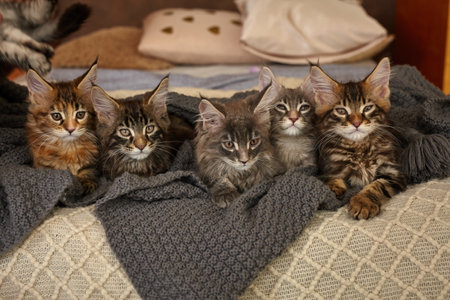Group of 6 Cute Maine Coon kittens lying in grey warm blanketの写真素材