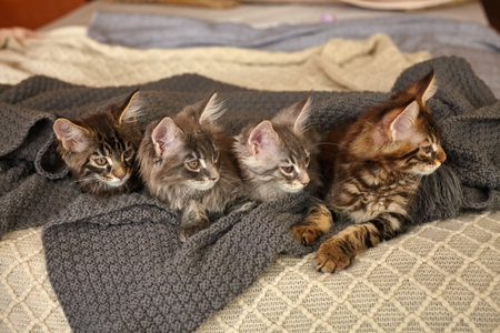 Group of 6 Cute Maine Coon kittens lying in grey warm blanketの写真素材