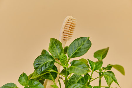 Bamboo toothbrush and herbs on beige background, closeup.の写真素材