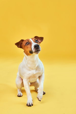 Happy dog on bright trendy yellow background.の写真素材