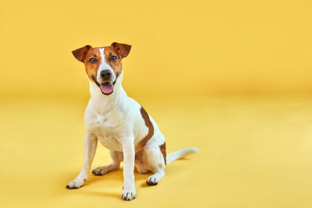 Happy dog on bright trendy yellow background.の写真素材