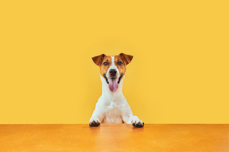 Jack Russell Terrier with paws up peeking over blank golden table