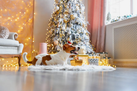 Cute and Funny Jack Russell Terrier is waiting for the holiday at home.の写真素材