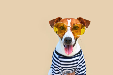 Close-up portrait of funny Jack Russel dog with tongue hanging out in yellow sunglasses and striped t-shirt, on light yellow background, vacation and adventure. Travel preparation and planning.の写真素材