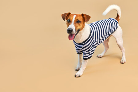 Cute Jack russel dog dressed in striped t-shirtの写真素材