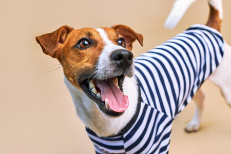 Cute Jack russel dog dressed in striped t-shirtの写真素材