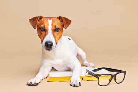 Cute dog jack russell terrier lying with book, reading and studyingの写真素材
