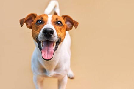 Portrait of a funny dog Jack Russell Terrier, closeupの写真素材