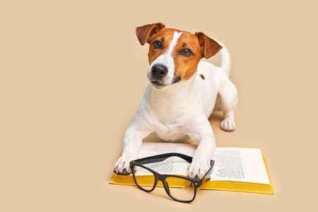 Cute dog jack russell terrier lying with book, reading and studyingの写真素材