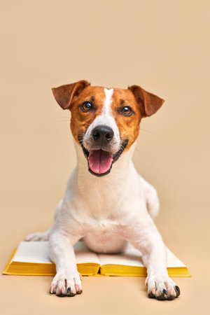 Cute dog jack russell terrier lying with book, reading and studyingの写真素材