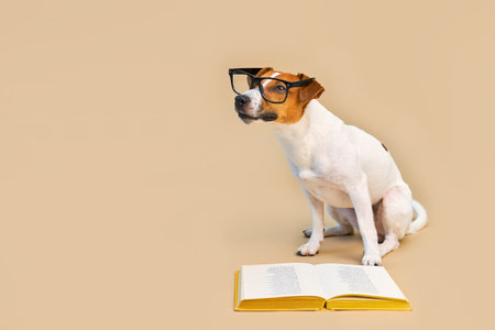 Cute dog jack russell terrier lying with book, reading and studyingの写真素材