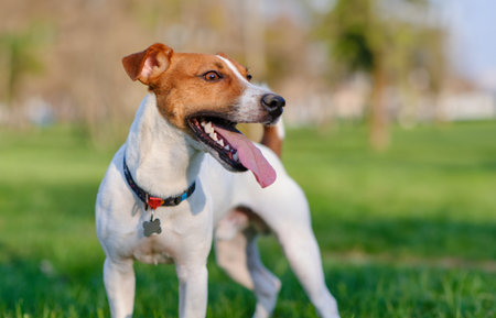 Close up portrait of a cute Happy dog jack russell terrier playing relaxing walking in park outdoors...