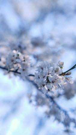 Spring widescreen banner, branches of blossoming cherry against background on nature outdoors. Pink sakura flowers, dreamy romantic image spring, landscape panorama, copy space.の写真素材