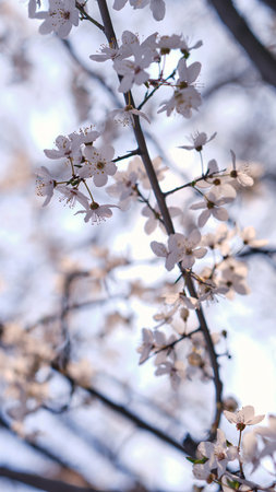 Spring widescreen banner, branches of blossoming cherry against background on nature outdoors. Pink sakura flowers, dreamy romantic image spring, landscape panorama, copy space.の写真素材