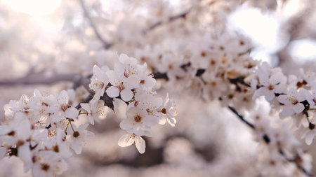 Spring widescreen banner, branches of blossoming cherry against background on nature outdoors. Pink sakura flowers, dreamy romantic image spring, landscape panorama, copy space.の写真素材