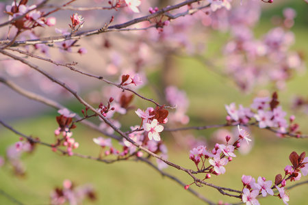 Spring widescreen banner, branches of blossoming cherry against background on nature outdoors. Pink sakura flowers, dreamy romantic image spring, landscape panorama, copy space.の写真素材