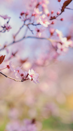 Spring widescreen banner, branches of blossoming cherry against background on nature outdoors. Pink sakura flowers, dreamy romantic image spring, landscape panorama, copy space.の写真素材