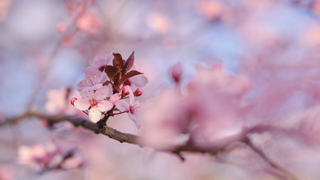 Spring widescreen banner, branches of blossoming cherry against background on nature outdoors. Pink sakura flowers, dreamy romantic image spring, landscape panorama, copy space.の写真素材