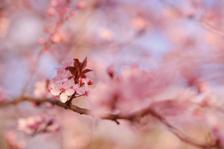 Spring widescreen banner, branches of blossoming cherry against background on nature outdoors. Pink sakura flowers, dreamy romantic image spring, landscape panorama, copy space.の写真素材