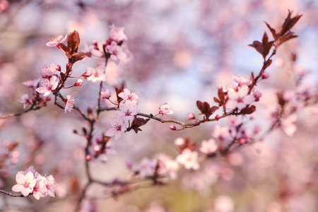 Spring widescreen banner, branches of blossoming cherry against background on nature outdoors. Pink sakura flowers, dreamy romantic image spring, landscape panorama, copy space.の写真素材